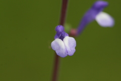Scutellaria discolor